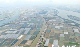 新会区大鳌镇爆料事件最新,真相揭开，悬念揭晓！